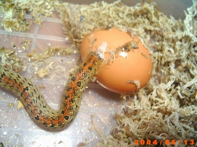 你见过这样吃蛋的蛇吗? 2011-04-24