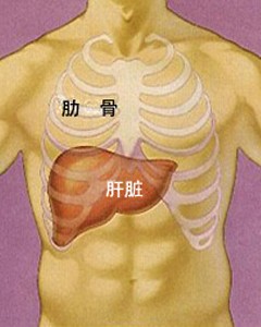 人体肝的位置图片介绍肝的位置,肝的位置图和肝的功能大自然健康睡眠