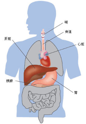 肝的位置图 2011-04-24