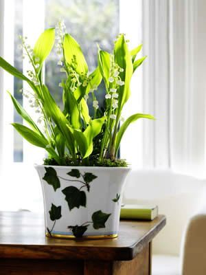 在家中摆一些花花草草是再简单不过的更重要的是它可以为家居带进大自然的气息