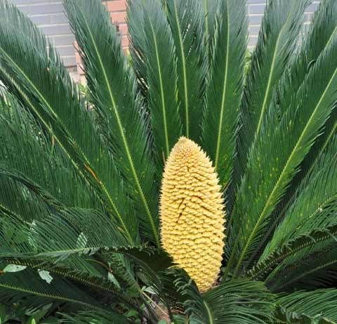 小编推荐17种去甲醛植物 