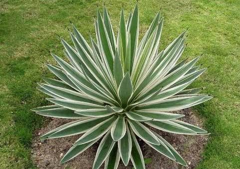 小编推荐17种去甲醛植物 