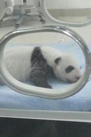 图为培育基地刚出生的幼崽熊猫