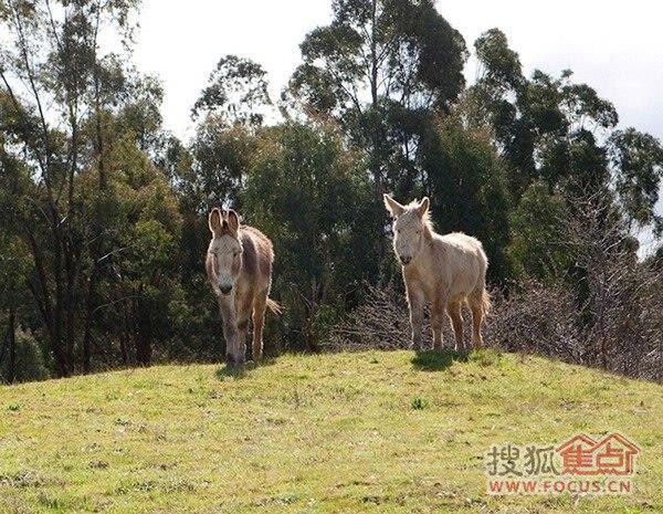 澳洲的乡村风格家庭旅馆 风景如画的难忘体验 