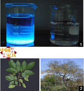 1、左图：阔变豆木材的水浸泡液在紫外光照射下可发出蓝色荧光右图：水溶液为对照 2、羽状阔变豆树木叶子