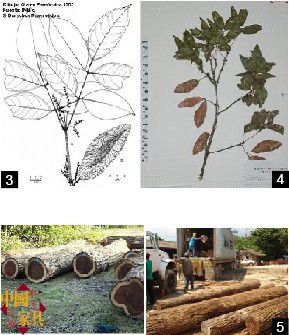 3、羽状阔变豆模式植物蜡叶标本示意 4、尤卡坦阔变豆模式植物蜡叶标本图 5、尤卡坦阔变豆原木