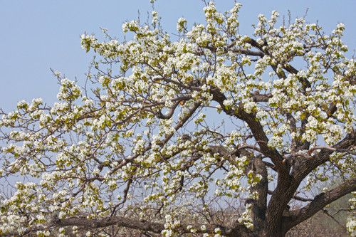 图为：万亩雪白的梨花竞相开放