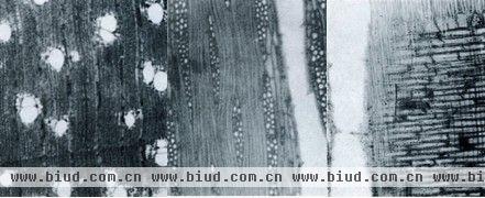 鹊肾树木材显微切片照片（横、径、弦切面，从左至右）