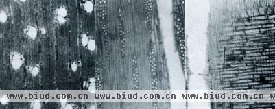 鹊肾树木材显微切片照片(横、径、弦切面，从左至右)