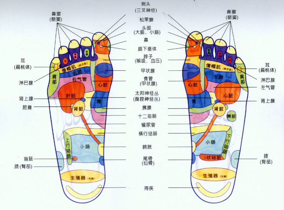 现代医学认为,脚是人体的第二心脏,脚有无数的神经末稍与大脑紧密
