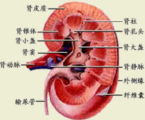 肾的剖面图