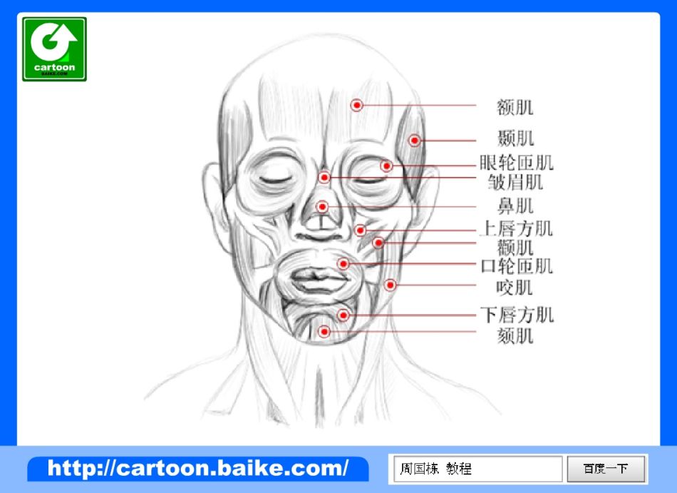了解面部肌肉