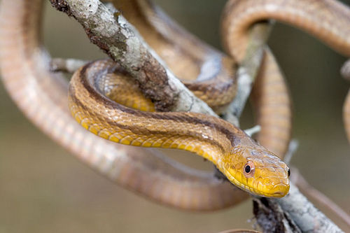 德州鼠蛇  (Pantherophis obsoletus), 前名 (Elaphe obsoleta)
