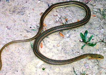 红尾花条蛇 Psammophis sibilans