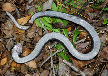 东部猪鼻蛇(装死)heterodon platirhinos