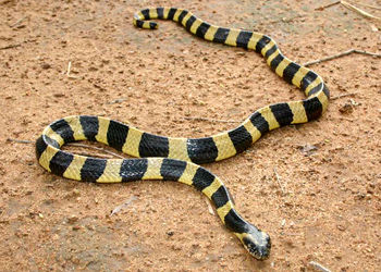 金环蛇 Bungarus fasciatus