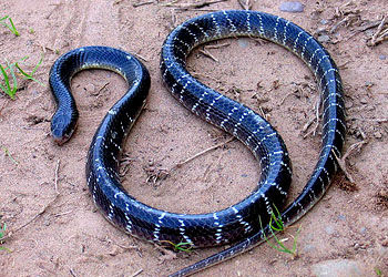 斯里兰卡环蛇 Bungarus caeruleus