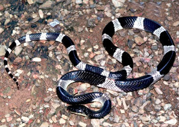 马来环蛇 Bungarus candidus
