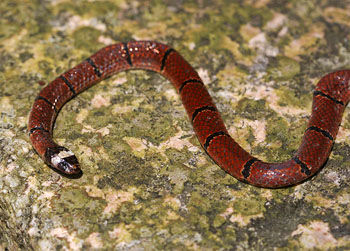 丽纹蛇 calliophis macclellandi