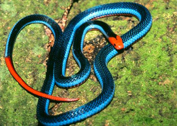 蓝长腺丽纹蛇 Calliophis bivirgata