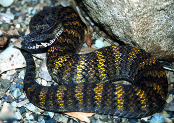 南棘蛇（死亡蛇）Acanthophis antarcticus