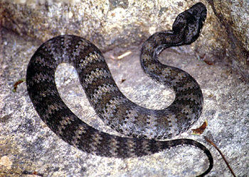 北棘蛇 Acanthophis praelongus
