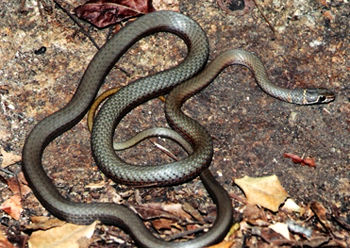 澳蛇 Demansia torquata