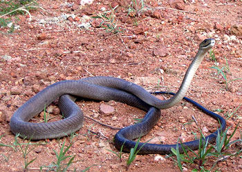 黑曼巴蛇 Dendroaspis polylepis