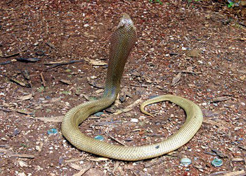 菲律宾眼镜蛇 Naja philippinensis