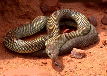 棕伊澳蛇 Pseudechis australis