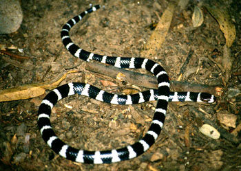 澳蠕蛇 Vermicella annulata