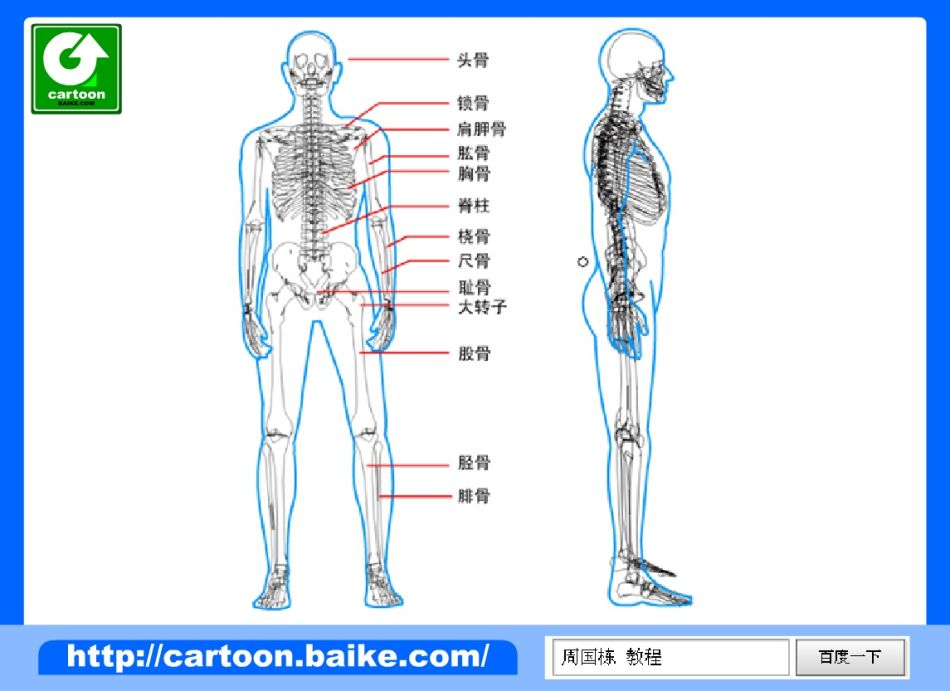 认识人体骨骼与各部分名称1