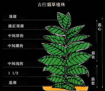 烟草结构