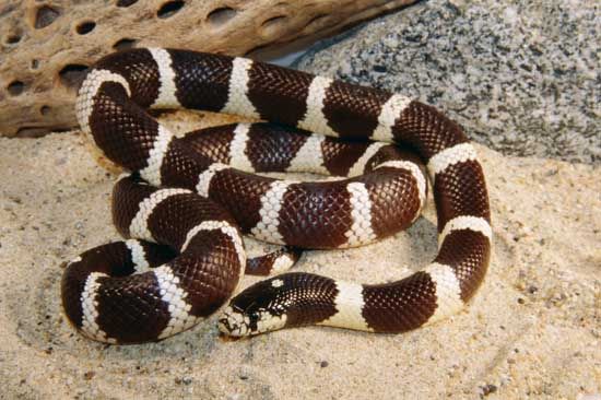 加州王蛇  (Lampropeltis getula)