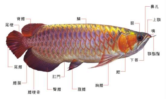 龙鱼各部位说明