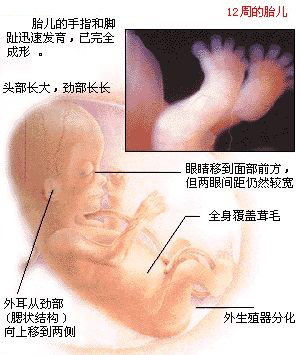 胎儿发育图谱: 9～12周时的胎儿