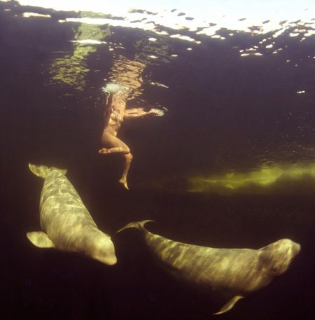 俄罗斯女科学家裸体与白鲸冰海中共游(图) 2011