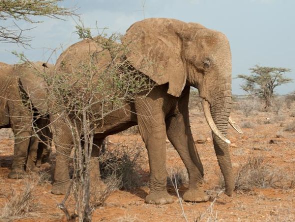 肯尼亚偷猎行为增加致非洲象惨遭屠杀(图) 2011