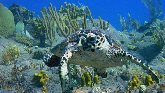 盤點10種全球瀕危海洋動物藍鯨處於滅絕邊緣20110914