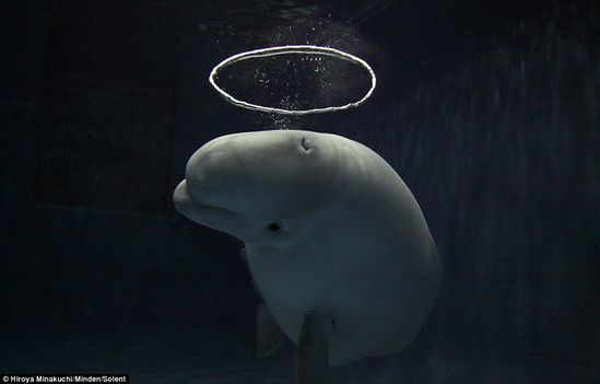 日本摄影师潜入水族馆拍到白鲸吐泡泡精彩瞬间