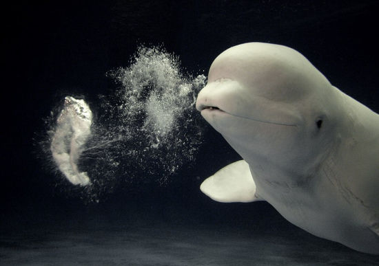 2009年10月：白鲸最初学会吐泡泡时分还不纯熟的样子。