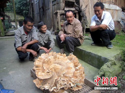 四川北川森林中发现44斤重巨型自然蘑菇(图)