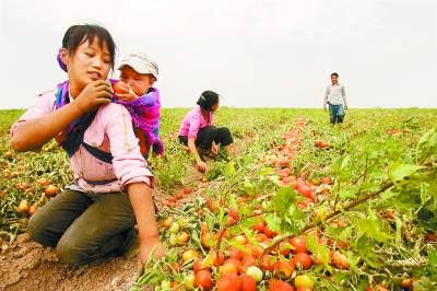 新疆番茄丰收 内地劳动力赴疆淘金