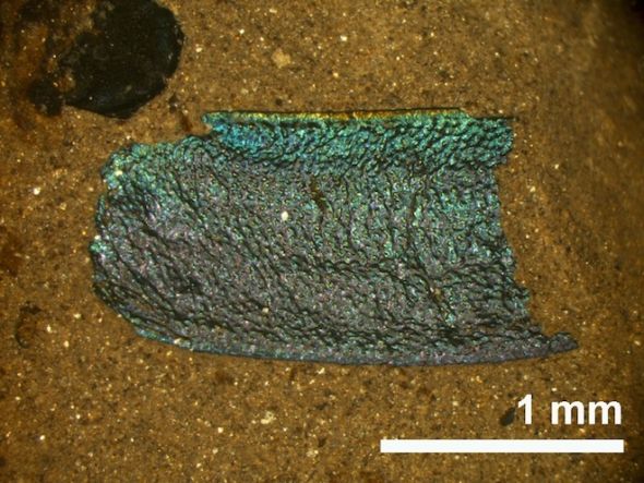 叶甲虫：发现于美国爱达荷州克拉克亚化石床，年代大约为1500万年前。