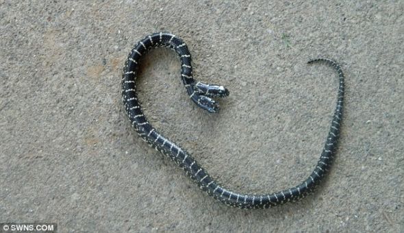 这条小蛇被发现于美国田纳西州，现在它已经被送往大学进行观察