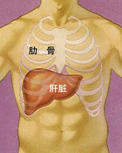 肝胆的准确位置图片图片