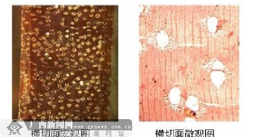 广西12月公布“实木地板木材标准及鉴别方法”