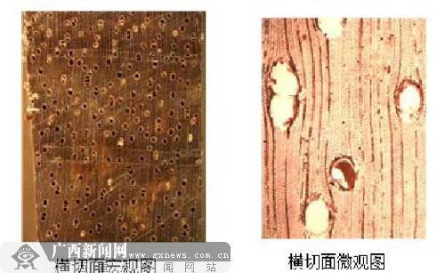 广西12月公布“实木地板木材标准及鉴别方法”
